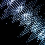 Cand se planteaza leusteanu