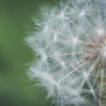 Cand se planteaza smochinii in gradina
