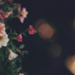 Cand se planteaza pepenele rosu