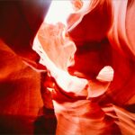 Cand se planteaza malinul