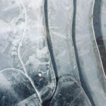 Cand se planteaza bradul din ghiveci