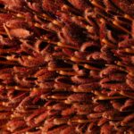 Cand se planteaza prazul in gradina