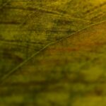 Cand se planteaza tuya