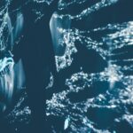 Cand se planteaza usturoi toamna