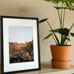 Cand se planteaza bambusul in gradina