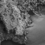 Cand se planteaza camelia in gradina