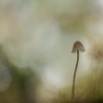 Cand se planteaza broccoli in gradina