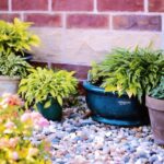 Ghivece flori potrivite pentru o dezvoltare sănătoasă a plantelor